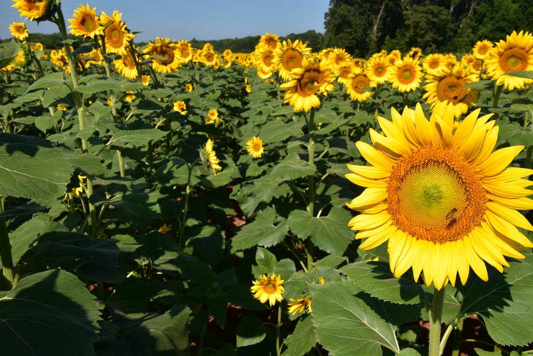 Sunflowers with honey bee