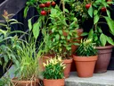 Vegetable Container Gardening