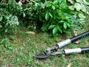Pruning loppers