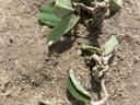 A peanut plant laying on the ground.