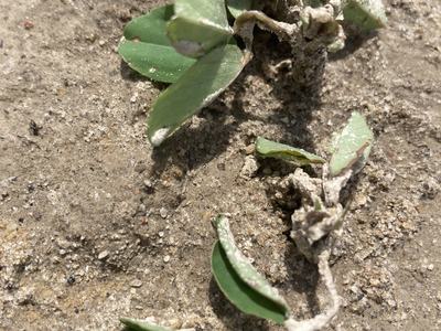 A peanut plant laying on the ground.