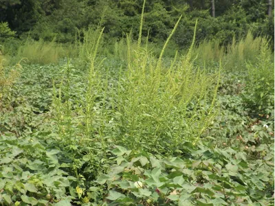 Weeds