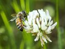 Honeybee feeding on a white clover flower