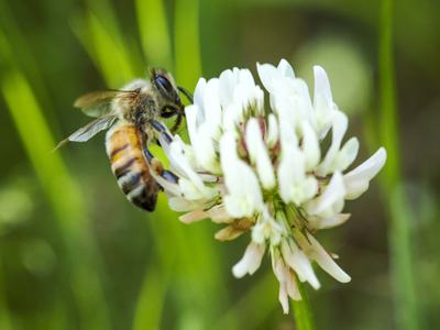 Honeybee feeding on a white clover flower