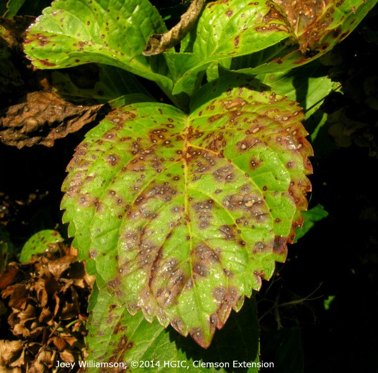 Why are there Spots on my Hydrangea Leaves