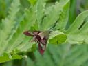 Clearwing Moth