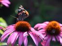 Butterfly perched on the orange center of a pink coneflower, proboscis near nectar