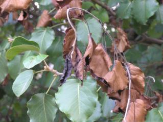 Fire-blight on Bradford Pear