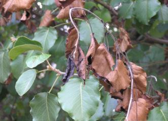 Fire-blight on Bradford Pear