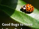 Good bugs to have in your garden.