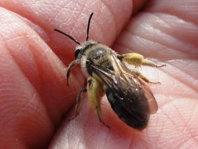 Small pollen-covered bee resting on a person's palm