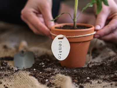hands holding a potted tomato plant photo by cottonbro4503265 on Pexels