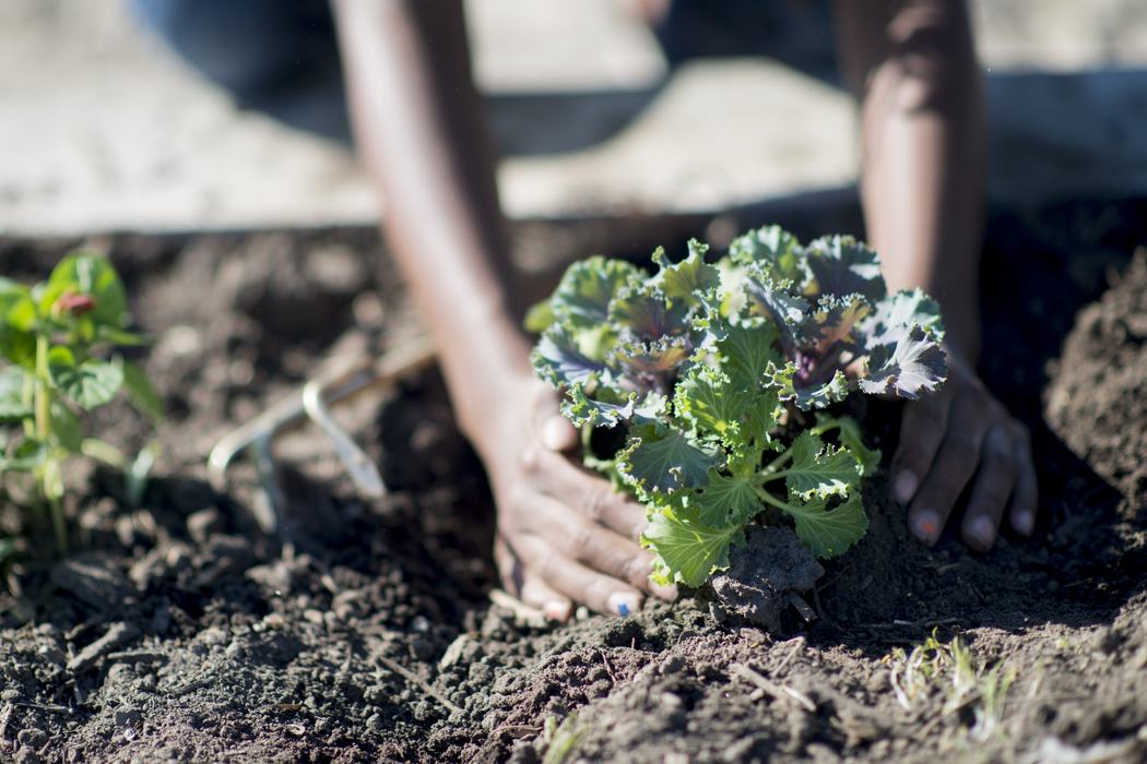 A child is planting vegetables in a garden. She is pushing the dirt down around the kale plant.