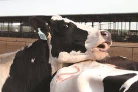 A cow rests its head on another cow.