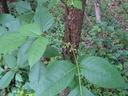 Poison Ivy in its native habitat. The small white flowers will become yellow white berries in the fall. (credit: Seth Nagy)
