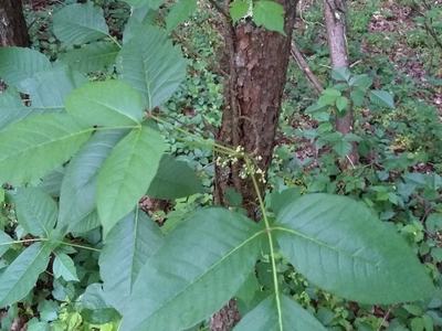 Poison Ivy in its native habitat. The small white flowers will become yellow white berries in the fall. (credit: Seth Nagy)