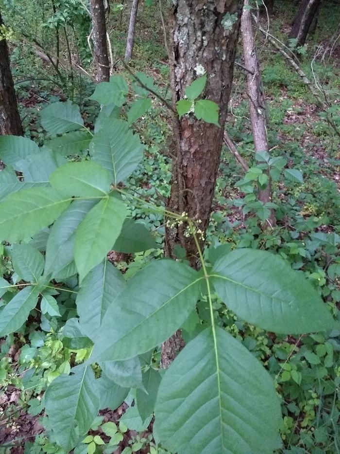 Poison Ivy in its native habitat. The small white flowers will become yellow white berries in the fall. (credit: Seth Nagy)