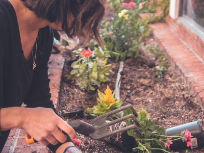 A person gardening in a raised bed.