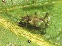 Azalea lace bug on lower surface of azalea leaf.
