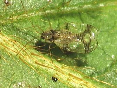 Azalea lace bug on lower surface of azalea leaf.