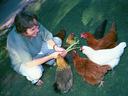 Person crouching, feeding green stems to six chickens gathered on grass.