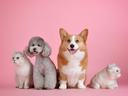 dogs and cats in front of pink screen