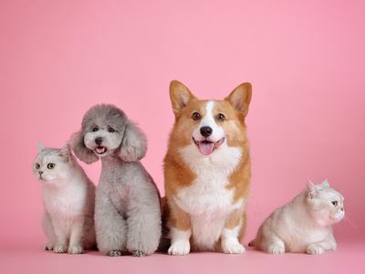 dogs and cats in front of pink screen
