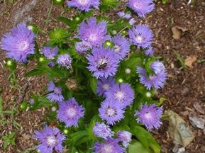 image of Stokes aster