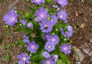 image of Stokes aster