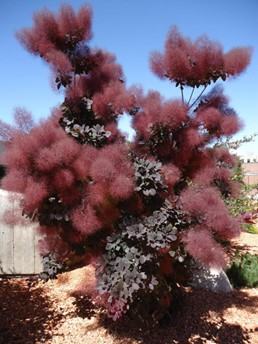 image of a smoke tree