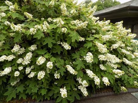 image of a oakleaf hydrangea