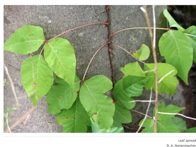 poison Ivy