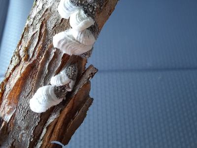 White bracket fungus cluster growing on a vertical tree branch