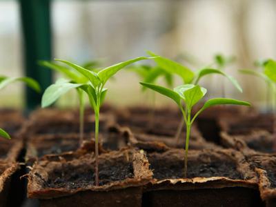 Young green seedlings sprouting in peat seedling trays