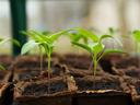 Young green seedlings sprouting in peat seedling trays