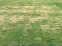 desication on turfgrass