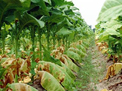 Rows of tobacco plants with lower leaves yellowing and wilting