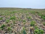 Field with rows of young green shoots emerging from harvested stubble under a pale sky