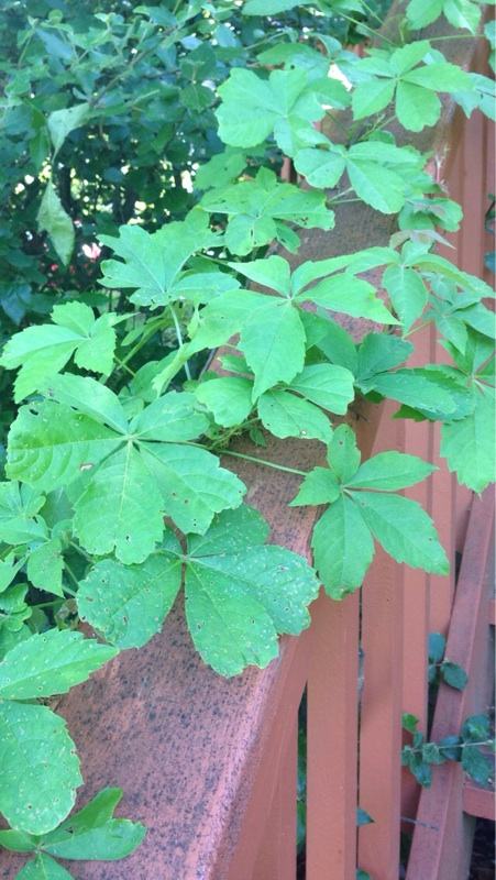 Virginia creeper vine