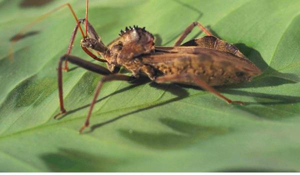 Wheel Bug Splatter Watch Out for Wheel Bugs - Lee County Center | N.C. Cooperative Extension
