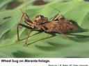 Wheel Bug
