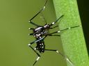 Aedes albopictus mosquito on leaf blade