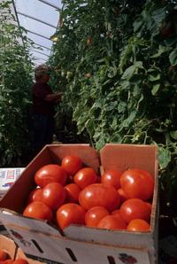 tomatoes in a box in front of plants in greenhouse