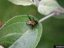 Japanese Beetle, William Fountain, University of Kentucky, Bugwood.org