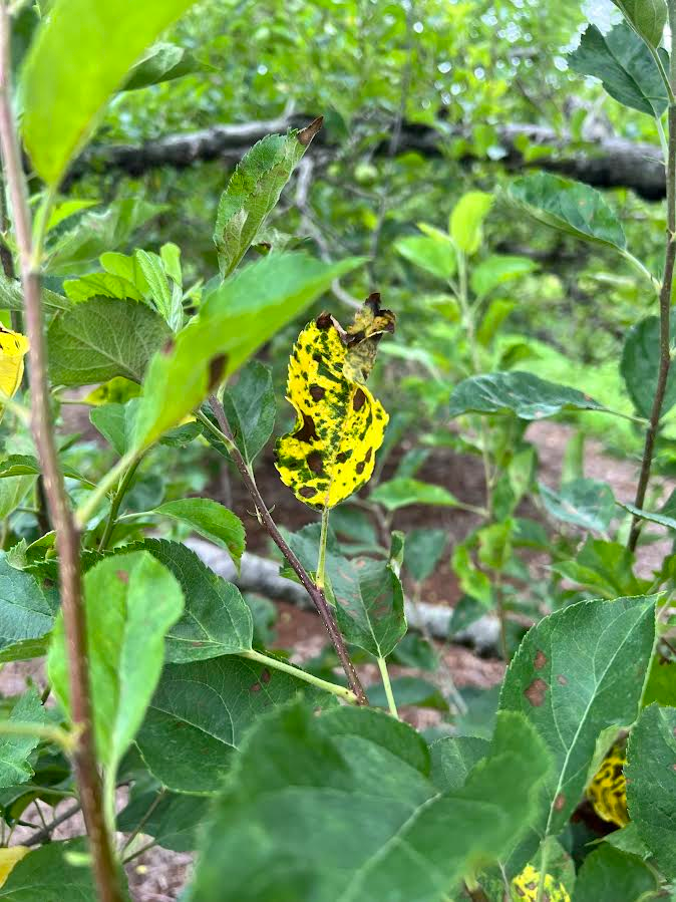 Advanced GLS Symptoms on Golden Delicious