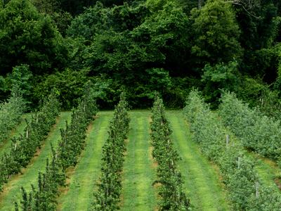High-density apple orchard