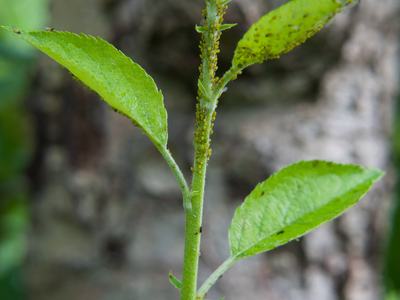 Green apple aphids on apple tree shoot