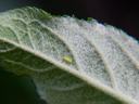 Leafhopper on apple leaf