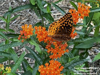 Butterfly on milkweed