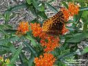Butterfly on milkweed